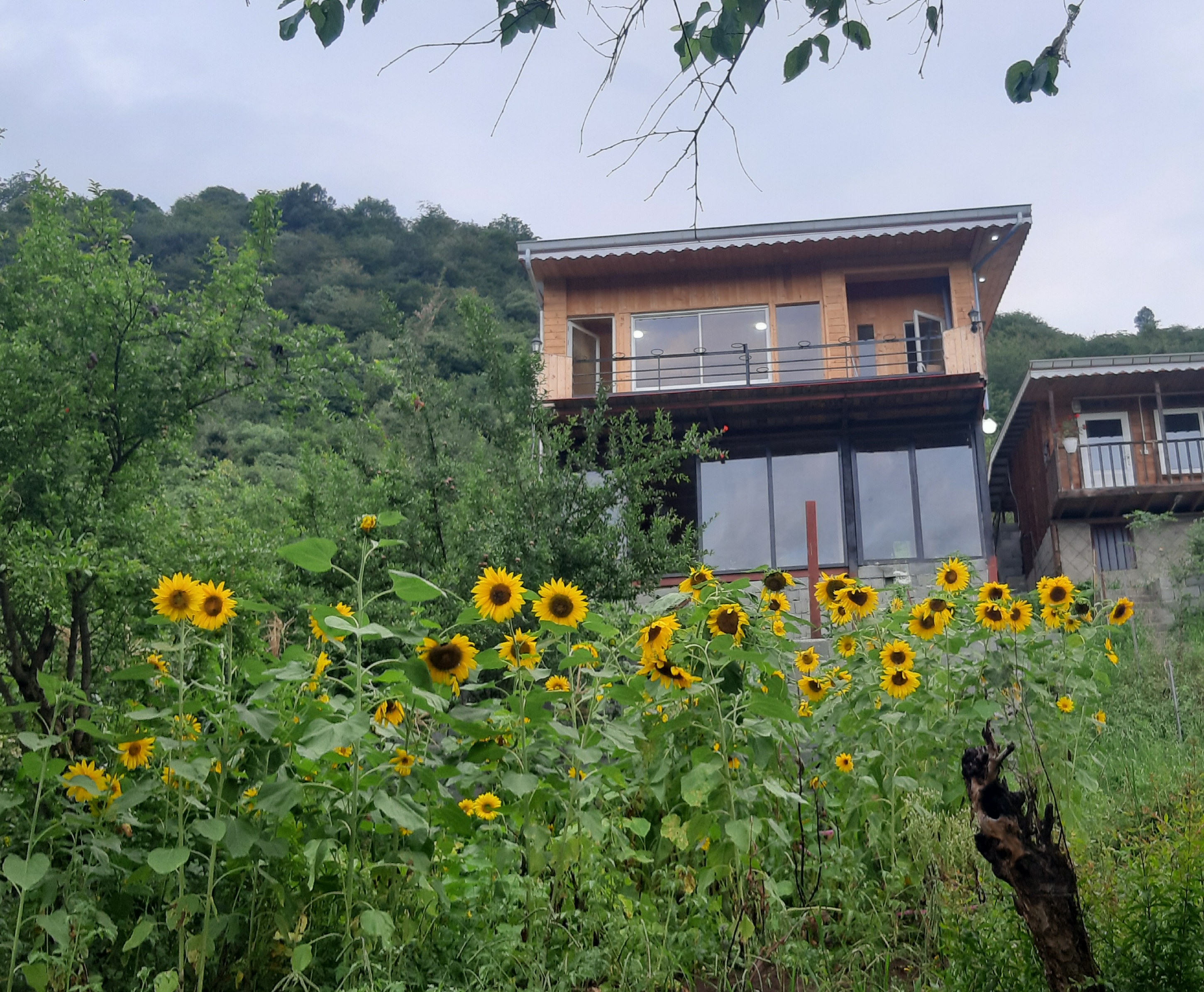 کلبه جنگلی ماسال بام سبز